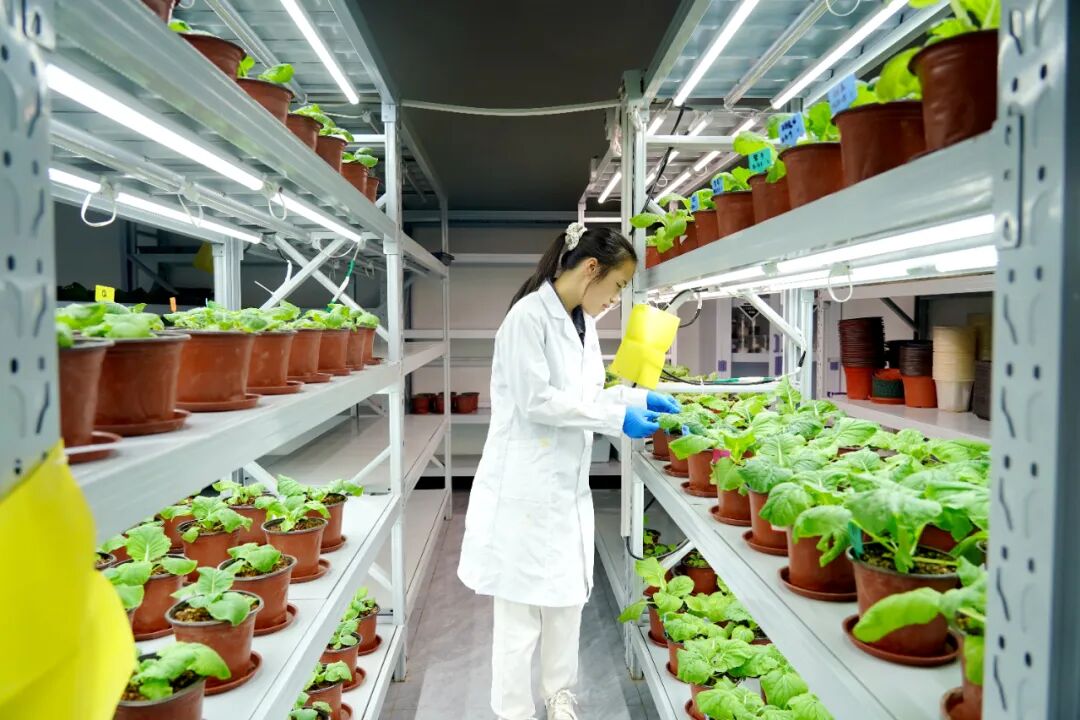 港北區 循環產業鏈賦能，打造有機無機‘糖蜜肥’生物有機肥新篇章