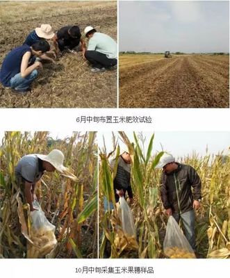 化肥“一炮轟” 玉米抽穗長 生物有機肥料研發